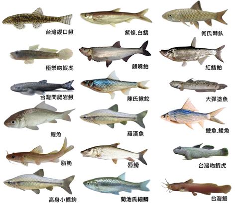 魚的品種|臺灣魚類資料庫